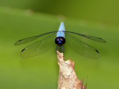 Brachydiplax duivenbodei