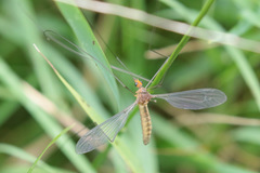Leptotarsus igniceps