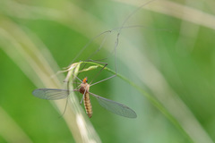 Leptotarsus igniceps