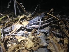 Pseudalsophis hoodensis