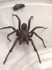 Cataxia eungellaensis