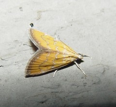 Xanthophysa psychicalis