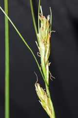 Carex capensis