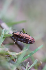 Diphucrania acuducta