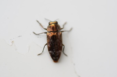 Diphucrania acuducta