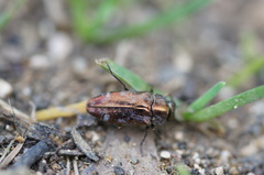 Diphucrania acuducta