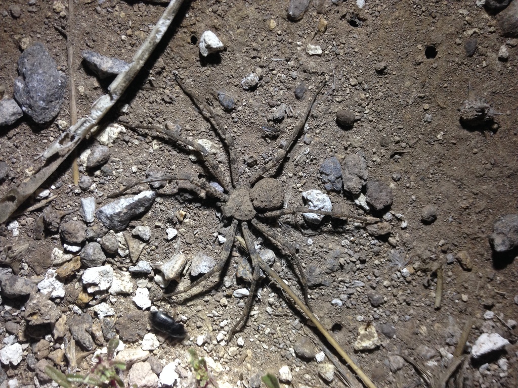 Sicarius utriformis