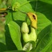 Aristolochia macrophylla - Photo (c) Matt Berger, algunos derechos reservados (CC BY), subido por Matt Berger