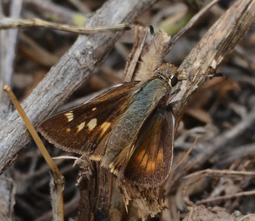 Umber Skipper