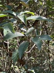 Sterculia lanceolata