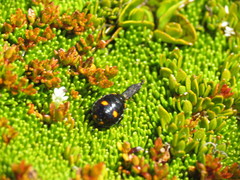 Cermatulus nasalis nasalis