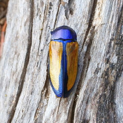 Temognatha suturalis