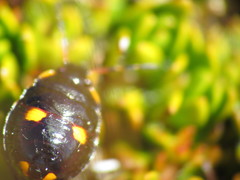 Cermatulus nasalis nasalis