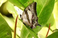 Polyura schreiber tisamenus