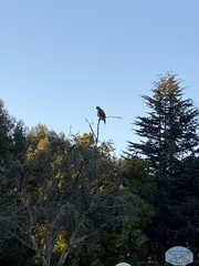 Buteo jamaicensis