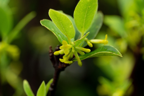 Wikstroemia oahuensis