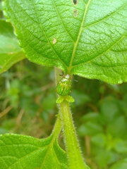 Calomela pallida