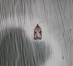 Acleris macdunnoughi