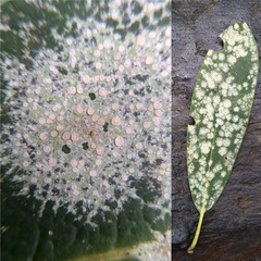 Fellhanera bouteillei