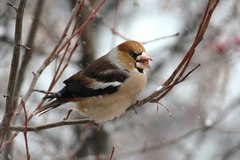 Coccothraustes coccothraustes