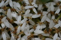 Olearia viscosa