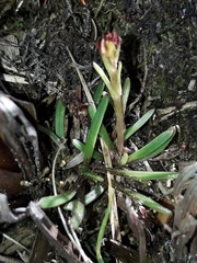 Abrotanella linearis