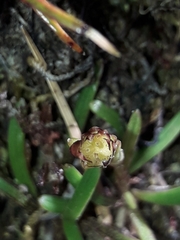 Abrotanella linearis