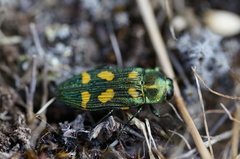 Castiarina insculpta