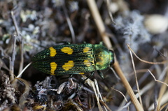 Castiarina insculpta