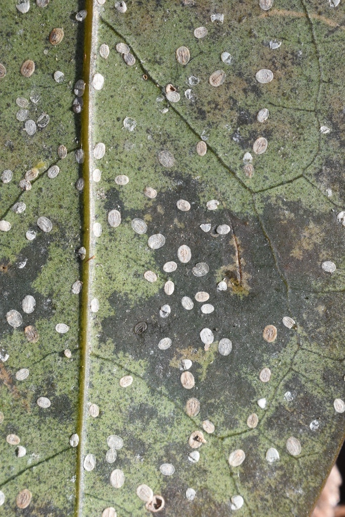 Aleyrodes spiraeoides