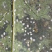 Aleyrodes spiraeoides - Photo (c) Aidan Campos, algunos derechos reservados (CC BY-NC), subido por Aidan Campos