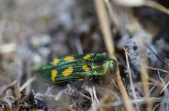 Castiarina insculpta