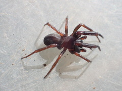 Plectreurys conifera