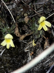 Euphrasia cockayneana