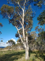 Eucalyptus pauciflora