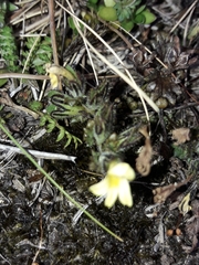 Euphrasia cockayneana