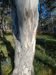 Eucalyptus pauciflora