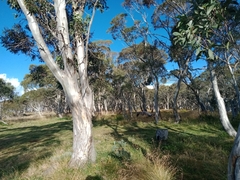 Eucalyptus pauciflora