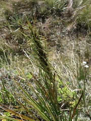 Aciphylla crenulata