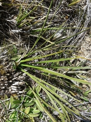 Aciphylla crenulata
