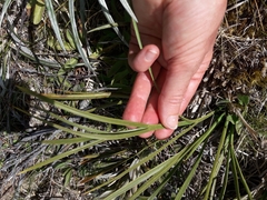 Aciphylla crenulata