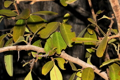 Ximenia caffra