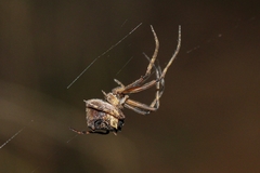 Cyphalonotus larvatus