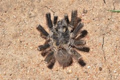 Harpactirinae