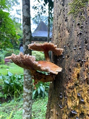 Fungi