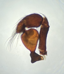 Plectreurys conifera