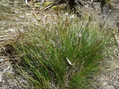 Schoenus pauciflorus
