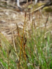 Schoenus pauciflorus