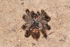 Harpactirinae