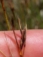 Schoenus pauciflorus